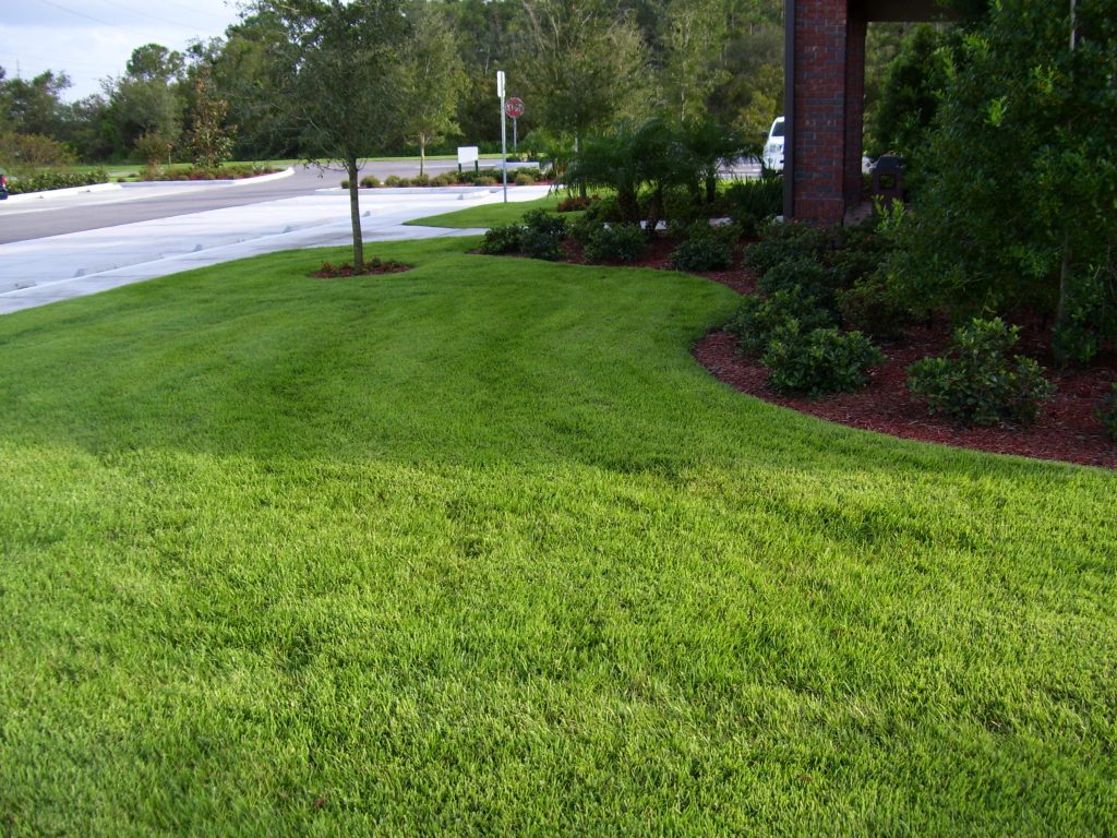 Zoysia Sod Zoysia Grass Great Deals Delivered To Your Property